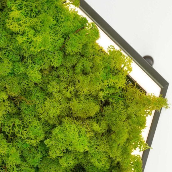 Olev Exagon Silence Green Sospensione